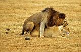 Lions Mating, Ngorongoro Conservation Area, Tanzania, Africa